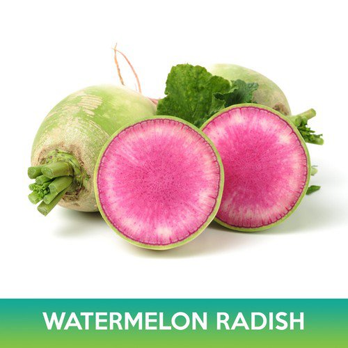 Watermelon Radish Seeds Easy to Grow