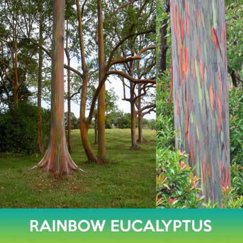 Rainbow Eucalyptus Seeds Eucalyptus Deglupta Easy to Grow