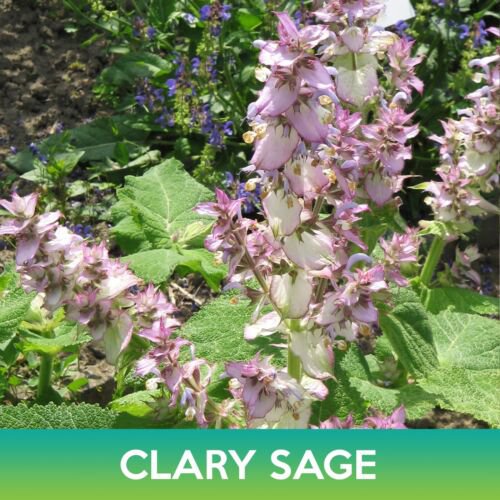 Bluish White Clary Sage Seeds Salvia Sclarea Easy to Grow
