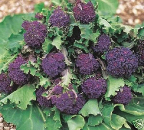 200 Purple Sprouting Broccoli Brassica Oleracea Vegetable Seeds Easy to Grow