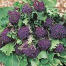 200 Purple Sprouting Broccoli Brassica Oleracea Vegetable Seeds Easy to Grow
