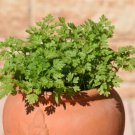 150 Garden Chervil Gourmet Parsley Anthriscus Cerefolium Herb Flower Seeds Easy to Grow