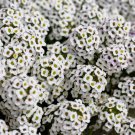 1000 White Sweet Alyssum Carpet Of Snow Lobularia Maritima Flower Seeds Easy to Grow