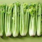 1000 Tall Utah Celery Apium Graveolens Dulce Vegetable Seeds Easy to Grow