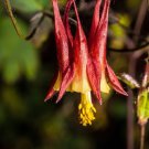 100 Wild Canadian Columbine Aquilegia Canadensis Flower Seeds Easy to Grow