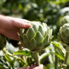 75 Green Globe Artichoke Cynara Scolymus Vegetable Seeds Easy to Grow