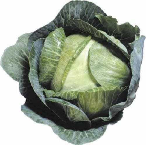 500 Early Jersey Wakefield Cabbage Brassica Oleracea Capitata Vegetable Seeds Easy to Grow