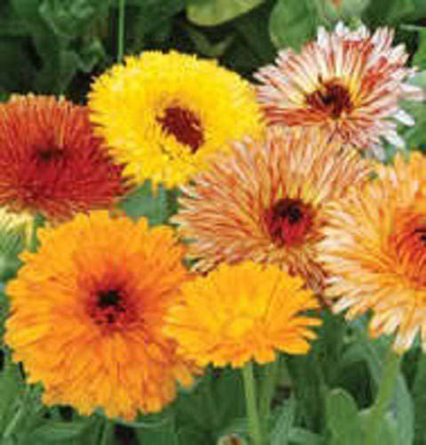 500 Mixed Colors Fancy Mix Pot Marigold Calendula Officinalis Flower Seeds Easy to Grow