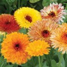 500 Mixed Colors Fancy Mix Pot Marigold Calendula Officinalis Flower Seeds Easy to Grow