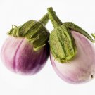 50 Organic Italian Eggplant Rosa Bianca Solanum Melongena Vegetable Seeds Easy to Grow