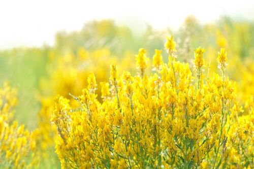 3000 Yellow Sweet Clover Melilotus Officinalis Flower Seeds Easy to Grow