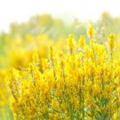 3000 Yellow Sweet Clover Melilotus Officinalis Flower Seeds Easy to Grow