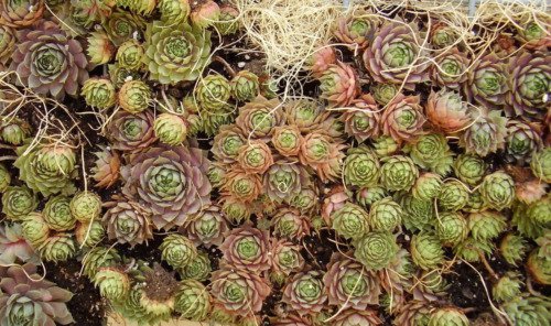 25 Mixed Hens & Chicks Chickens Succulent Live Forever Sempervivum Flower Seeds Easy to Grow