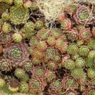 25 Mixed Hens & Chicks Chickens Succulent Live Forever Sempervivum Flower Seeds Easy to Grow