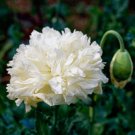250 White Cloud Peony Poppy Papaver Peoniflorum Flower Seeds Easy to Grow