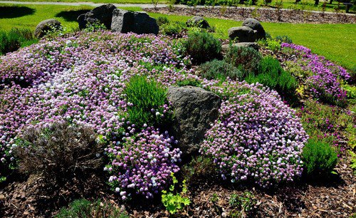 2000 Fairy Dwarf Mix Candytuft Iberis Umbellata Flower Seeds Easy to Grow
