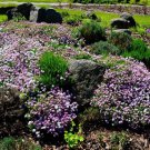 2000 Fairy Dwarf Mix Candytuft Iberis Umbellata Flower Seeds Easy to Grow