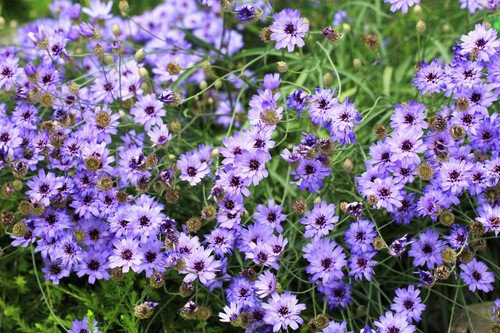 20 Blue Cupids Dart Aka ' Love Plant ' Catananche Caerulea Flower Seeds Easy to Grow