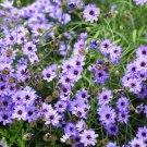 20 Blue Cupids Dart Aka ' Love Plant ' Catananche Caerulea Flower Seeds Easy to Grow