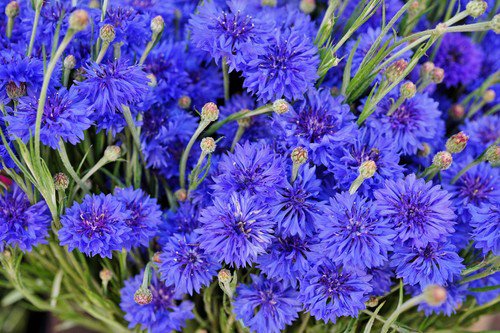 1000 Tall Blue Bachelor'S Button Cornflower Centaurea Cyanus Flower Seeds Easy to Grow