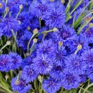 1000 Tall Blue Bachelor'S Button Cornflower Centaurea Cyanus Flower Seeds Easy to Grow
