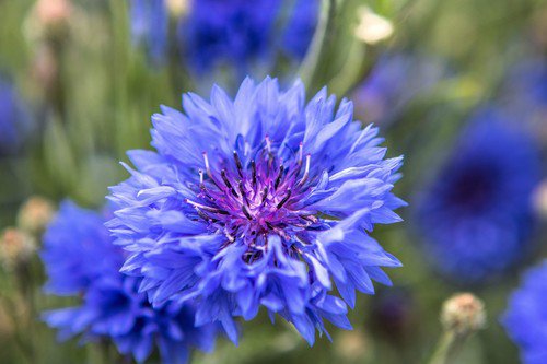 1000 Dwarf Blue Bachelors Button Cornflower Centaurea Cyanus Flower Seeds Easy to Grow