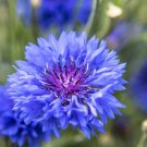 1000 Dwarf Blue Bachelors Button Cornflower Centaurea Cyanus Flower Seeds Easy to Grow