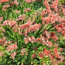 50 Apricot Beauty Statice Limonium Sinuatum Flower Seeds Easy to Grow