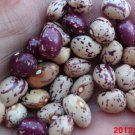 50 Cranberry Bean French Horticulture Bortolli Roman Phaseolus Vegetable Seeds Easy to Grow