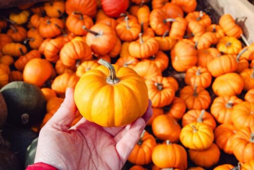 20 Jack Be Little Pumpkin Miniature Vegetable Cucurbita Pepo Seeds Easy to Grow