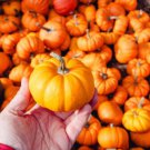 20 Jack Be Little Pumpkin Miniature Vegetable Cucurbita Pepo Seeds Easy to Grow