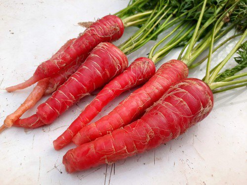 400 Atomic Red Carrot Daucus Carota Vegetable Seeds Easy to Grow