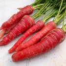 400 Atomic Red Carrot Daucus Carota Vegetable Seeds Easy to Grow