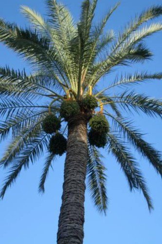 10 Canary Island Date Palm Phoenix Canariensis Tree Seeds Easy to Grow