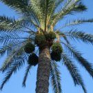 10 Canary Island Date Palm Phoenix Canariensis Tree Seeds Easy to Grow