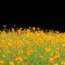 300 Yellow Sulphur Cosmos Bipinnatus Flower Seeds Easy to Grow