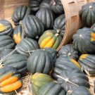 50 Table Queen Acorn Squash Winter Cucurbita Pepo Vegetable Seeds Easy to Grow