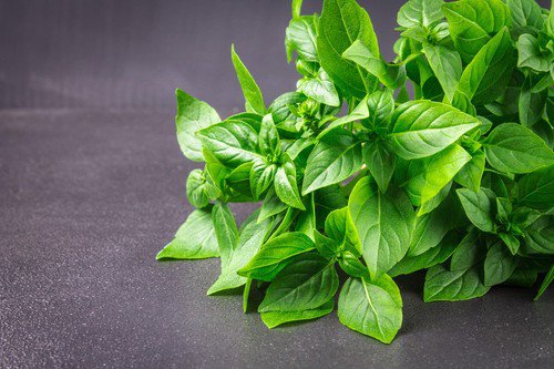 1500 Lemon Basil Ocimum Basilicum Herb Flower Seeds Easy to Grow