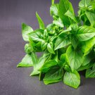 1500 Lemon Basil Ocimum Basilicum Herb Flower Seeds Easy to Grow