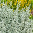 200 Prairie Sage Wormwood Fringed Sagebrush Sagewort Artemisia Ludovician Seeds Easy to Grow