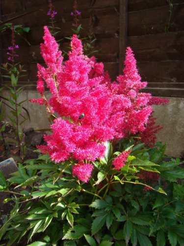100 Pink Mix Astilbe Chinensis False Spirea False Goats Beard Flower Seeds Easy to Grow