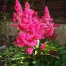 100 Pink Mix Astilbe Chinensis False Spirea False Goats Beard Flower Seeds Easy to Grow