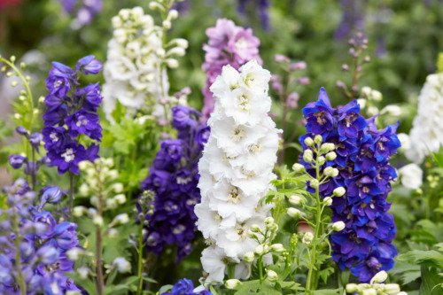 100 Rocket Larkspur Delphinium Consolida Giant Imperial Mixed Color Flower Seeds Easy to Grow