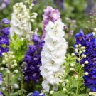 100 Rocket Larkspur Delphinium Consolida Giant Imperial Mixed Color Flower Seeds Easy to Grow
