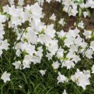 500 White Peach Leaved Bellflower Campanula Persicifolia Flower Seeds Easy to Grow
