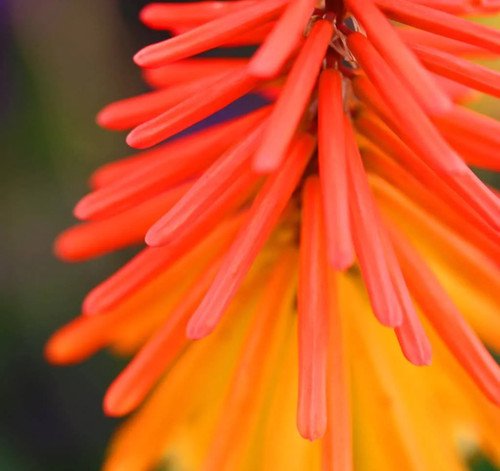 50 Torch Lily Red Hot Poker Tritoma Kniphofia Uvaria Flower Seeds Easy to Grow