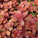 50 Red Dragons Blood Sedum Stonecrop Sedum Spurium Flower Seeds Easy to Grow