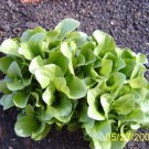 3000 Black Seeded Simpson Leaf Lettuce Lactuca Sativa Vegetable Seeds Easy to Grow