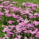 250 Pink Cerise Queen Yarrow Achillea Millefolium Flower Seeds Easy to Grow