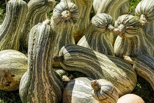 30 Green Striped Cushaw Squash Pumpkin Cucurbita Mixta Vegetable Seeds Easy to Grow